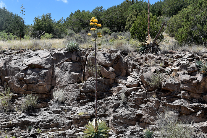 Goldenflower Century Plant flowers once and dies (monocarpic). The flowering stalks emerge from June to August and may reach a height of 20 feet. Agave chrysantha
